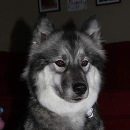 Siberian Huskies from DarkSideK9's