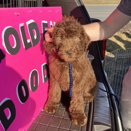 Goldendoodles and Labradoodles from BLK