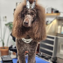 Fiesta - Poodle