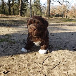 Sunny - Havanese puppy in Batesville, Arkansas from Hillbilly Havanese