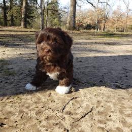 Sunny - Havanese puppy in Batesville, Arkansas from Hillbilly Havanese