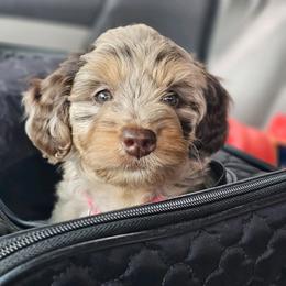 Aussiedoodle, Cavalier King Charles Spaniel, Cavapoo, and Labradoodle Puppies from Mc Doodles of Texas LLC