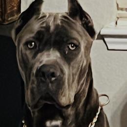 Cane Corso All Grown Up from Majestic Pride Cane Corso LLC