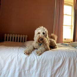 Goldendoodle All Grown Up from Esmé Doodles