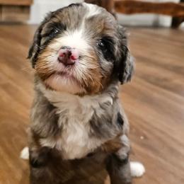 Orange - Merle male Bernedoodle puppy in Shelby, North Carolina from Forever Grateful Doodles