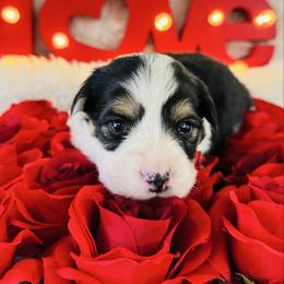 Cupid - Black and tan male Pembroke Welsh Corgi puppy in Muldrow, Oklahoma from Dean’s Rustic Ranch Corgis and Horses