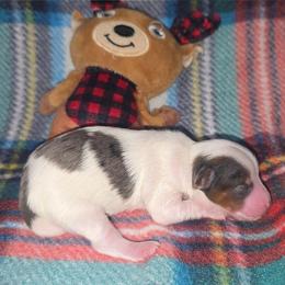Blueberry Male - Parti male Yorkshire Terrier puppy in Lakeland, Florida from You Me & The Yorkies