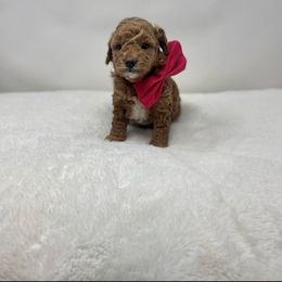 Maltipoo Puppies from Piper N Penny