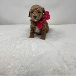 Maltipoo Puppies from Piper N Penny