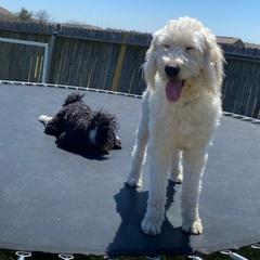 Double Doodles from Glitter Puppies