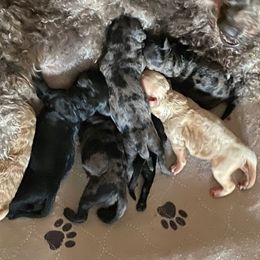 Girl 2 - Merle female Goldendoodle puppy in Greenville, South Carolina from Law Doodles of SC