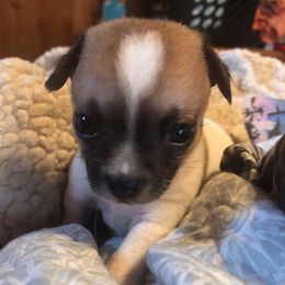 Lassie(now Beans) - Chocolate and white female Chihuahua puppy in Amelia, Virginia from Pannell’s Precious Pups