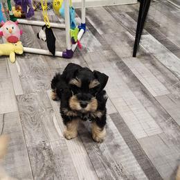 Daxter - Black and silver male Miniature Schnauzer puppy in Brigham, Utah from Onesmallschnauzer