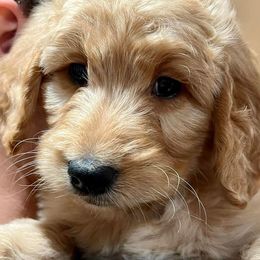 Goldendoodles from Williams Ranch Doodles