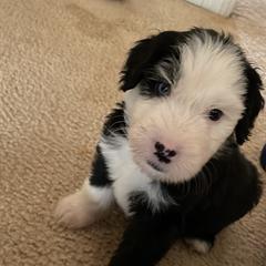 Luca - Assorted Doodle Crosses puppy in Powder Springs, Georgia from Everyone Loves Doodlez