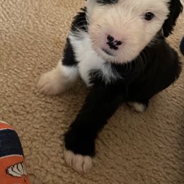 Luca - Assorted Doodle Crosses puppy in Powder Springs, Georgia from Everyone Loves Doodlez
