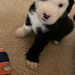 Luca - Assorted Doodle Crosses puppy in Powder Springs, Georgia from Everyone Loves Doodlez