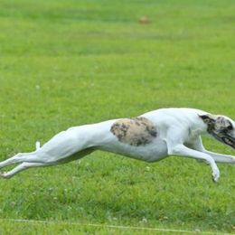 Whippets from Secoya Whippets