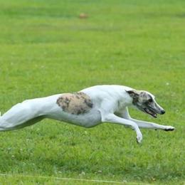 Whippets from Secoya Whippets