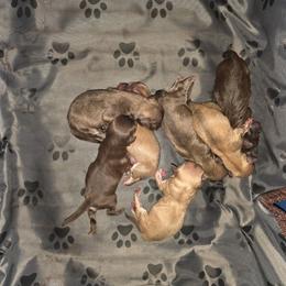 Male 2 - Chocolate sable male Havanese puppy in Medina, Ohio from Momma's Mastiffs