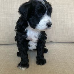 Aussiedoodle Puppies from Ford Canyon Aussidoodles