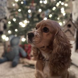Lucy - Cocker Spaniel
