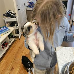 Miniature Australian Shepherd Puppies from Carter's Cuties