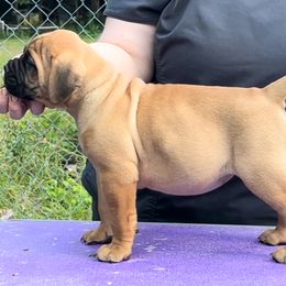 Nutella - Red female Bullmastiff puppy in Athens, Georgia from RCS Kennels