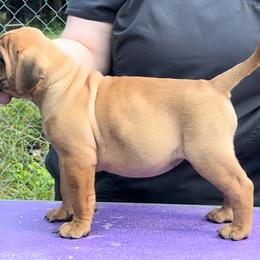Nutella - Red female Bullmastiff puppy in Athens, Georgia from RCS Kennels