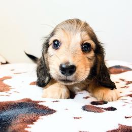 Dreamer 3750 - Cream male Dachshund puppy in Sylvania, Alabama from Yancey’s Doxies