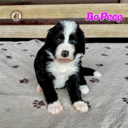 Bo Peep - Black and white female Bernedoodle puppy in Banner Elk, North Carolina from Walnut Tree Bernedoodles