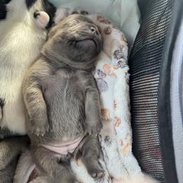 Boy 2 - male French Bulldog puppy in Norwalk, Ohio from The Frenchie Ravine Connection LLC