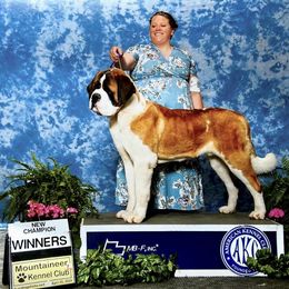 Fury - Saint Bernard