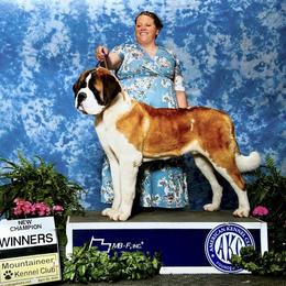 Fury - Saint Bernard