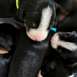 Appenzeller Sennenhund Puppies from HussarRidge