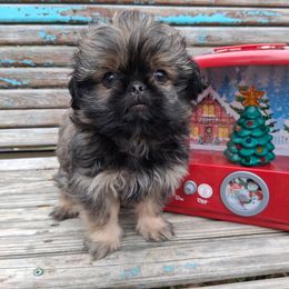 Prince - Brindle male Shih Tzu puppy in Memphis, Tennessee from Lady and the Tramp
