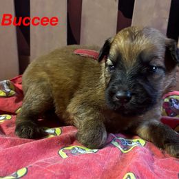 Buccee - Wheaten male Soft Coated Wheaten Terrier puppy in Gladewater, Texas from Felicias Swheaties