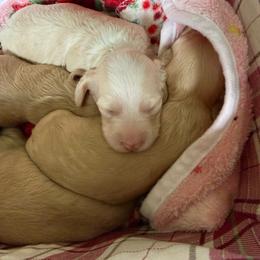 Female Clear Cream - Cream male Dachshund puppy in Swanton, Ohio from Mighty But Mini Dachshunds