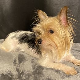 Gucci - Yorkshire Terrier