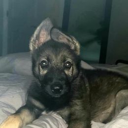 German Shepherd Puppies from K.A.K’s German Shepherds of Cove Creek