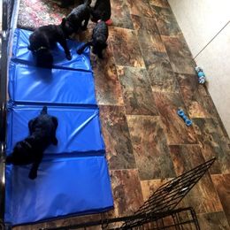 Poodle Puppies from Family Standards Texas