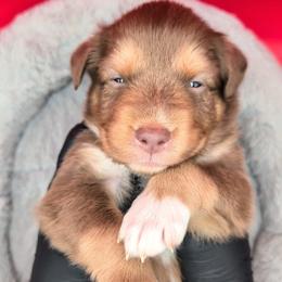 Jasmine3Boy3- RTM,LONG tail, blue eyes likely, CHIC-OFA-DNA-AKC Titled Parents - Red tri-color male Australian Shepherd puppy in South Hill, Virginia from Silverside Aussies LLC