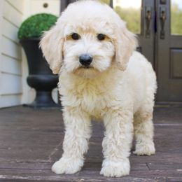 Goldendoodle puppies from Cedar Creek Doodles