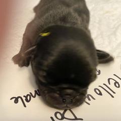 Hickory yellow - Black Pug puppy in Orange Park, Florida from Living the Dream Pugs of Jacksonville Florida