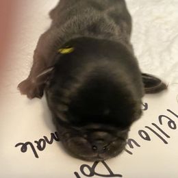 Hickory yellow - Black Pug puppy in Orange Park, Florida from Living the Dream Pugs of Jacksonville Florida