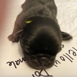 Hickory yellow - Black Pug puppy in Orange Park, Florida from Living the Dream Pugs of Jacksonville Florida