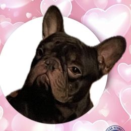 Frankie - French Bulldog