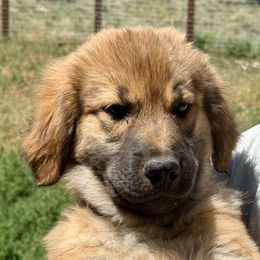 Umi- purple - Tan female Colorado Mountain Dog puppy in Cotopaxi, Colorado from Once Upon A Moose (OUM)