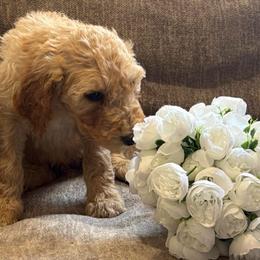 Blondi - Apricot male Goldendoodle puppy in Arlington, Texas from Chambers Doodle Patch