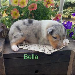 Bella - Blue merle female Collie puppy in Hinckley, Minnesota from Rusty Spur Collies